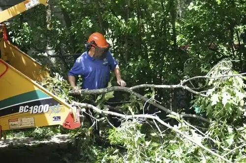 tree services Scooba